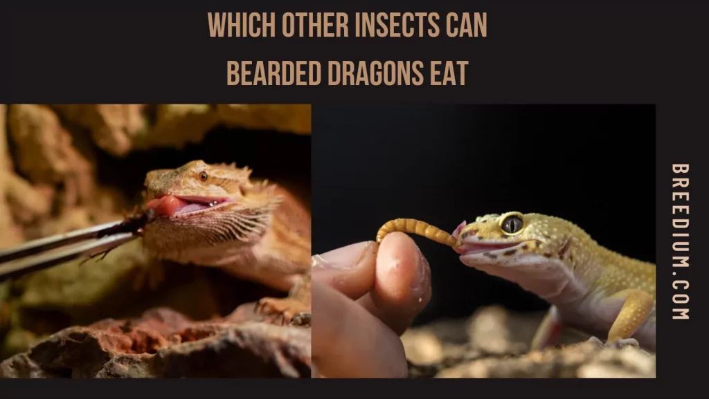Which Other Insects Can Bearded Dragons Eat