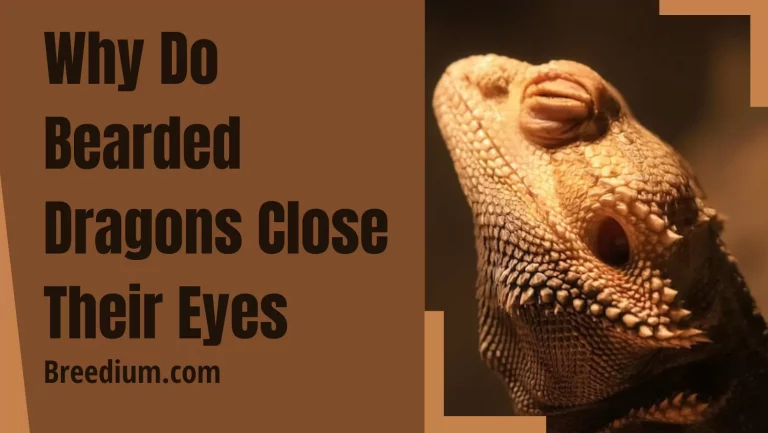 Why Do Bearded Dragons Close Their Eyes? | Eyes Behavior