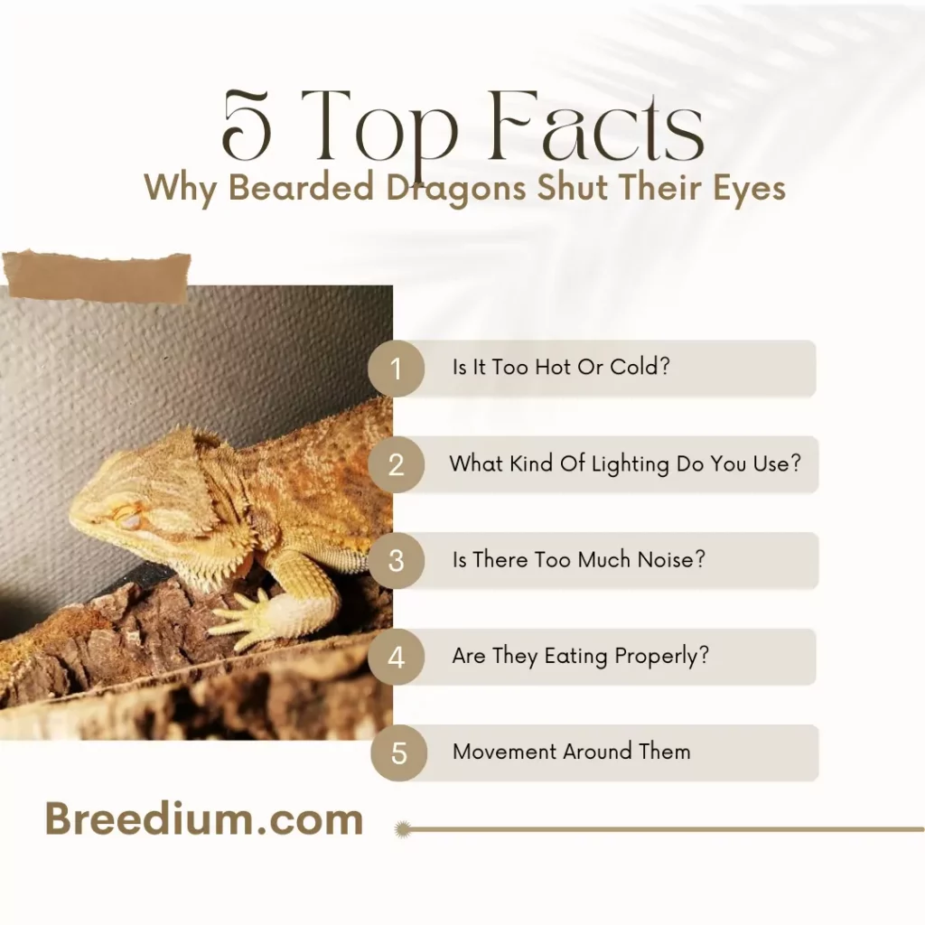 Why Bearded Dragons Shut Their Eyes