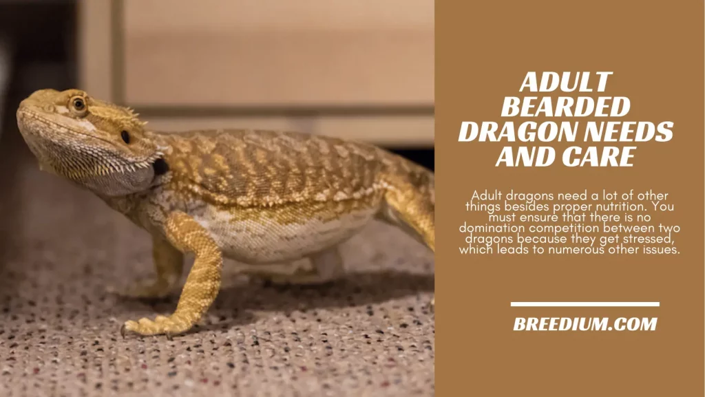 Adult Bearded Dragon Needs And Care