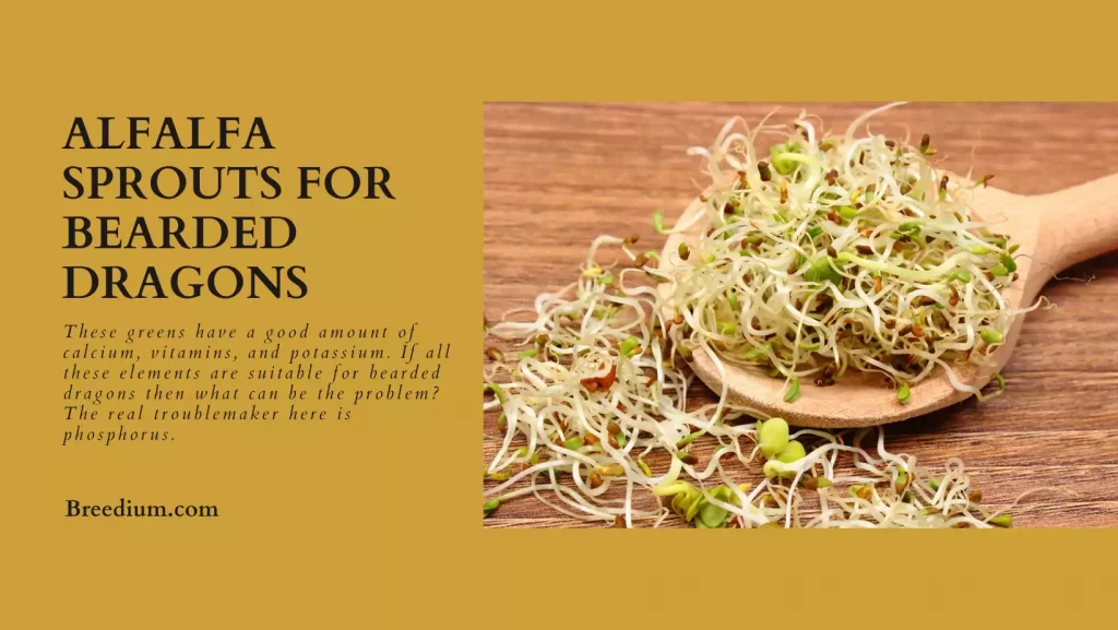 Alfalfa Sprouts For Bearded Dragons