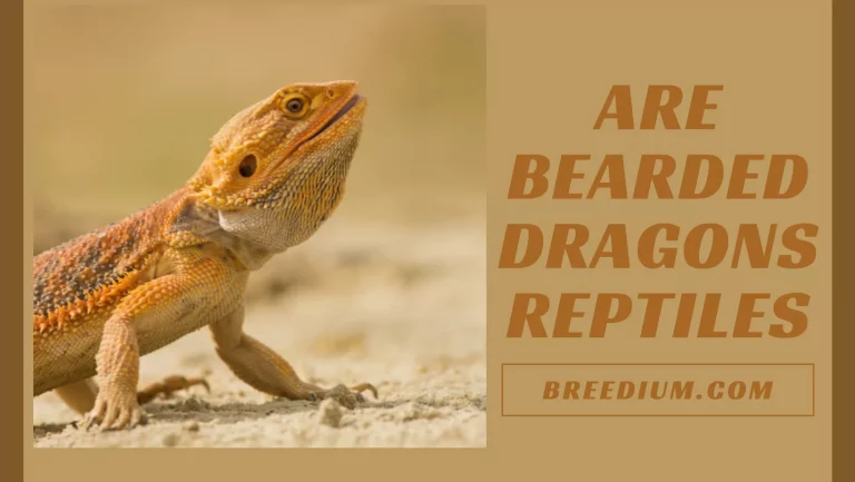 Are Bearded Dragons Reptiles? | Everything You Need To Know!