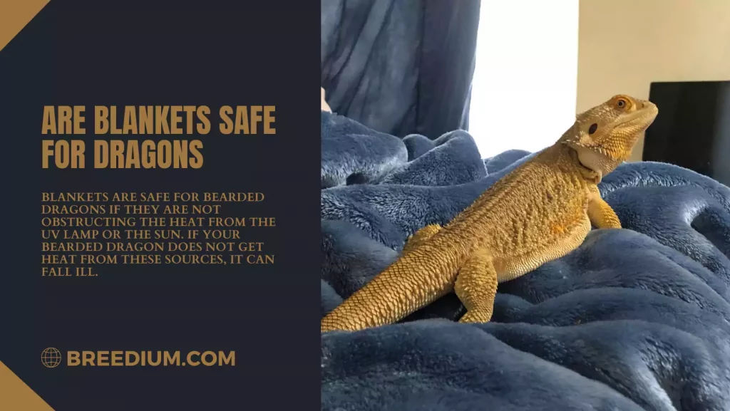 Are Blankets Safe For Dragons
