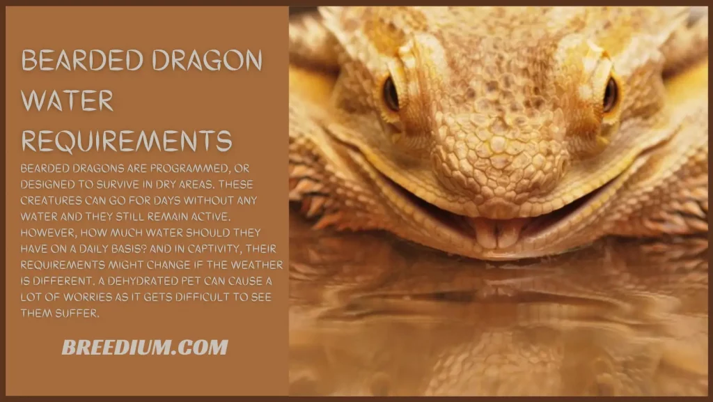 Bearded Dragon Water Requirements