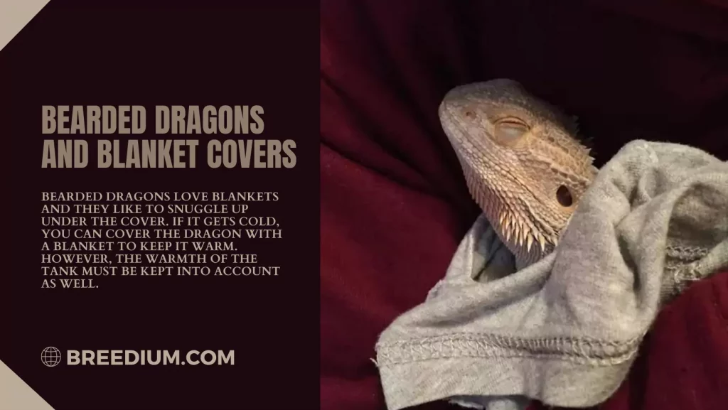 Bearded Dragons And Blanket Covers