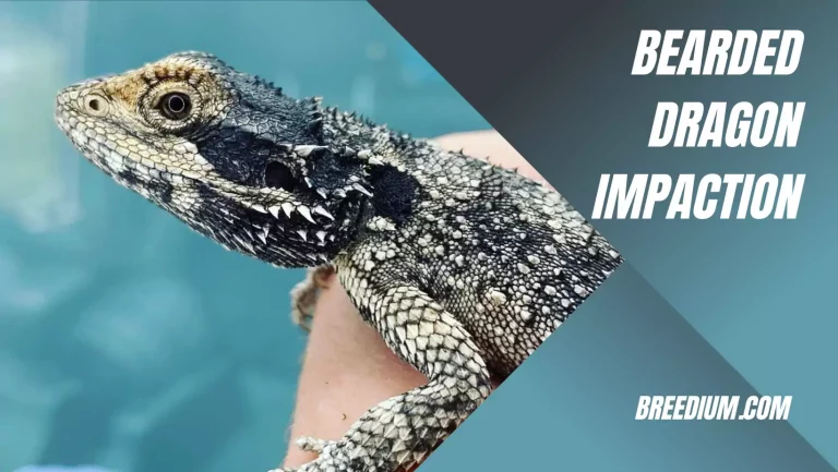 Bearded Dragon Impaction | Causes And Care Tips