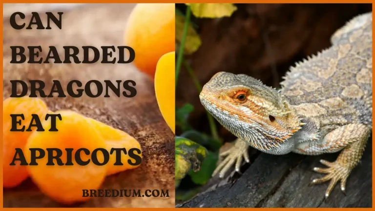 Can Bearded Dragons Eat Apricots? | Safe Or Harmful