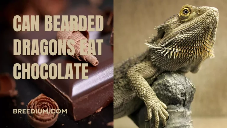 Can Bearded Dragons Eat Chocolate In Any Form? | Safe To Eat?