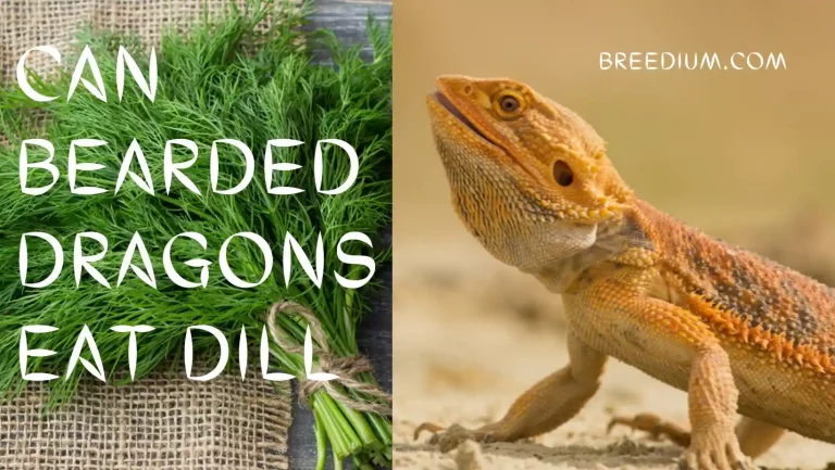 Can Bearded Dragons Eat Dill? | Safe Herbs To Offer?
