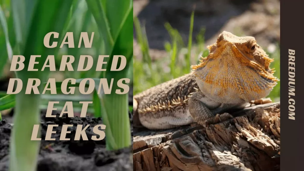 Can Bearded Dragons Eat Leeks