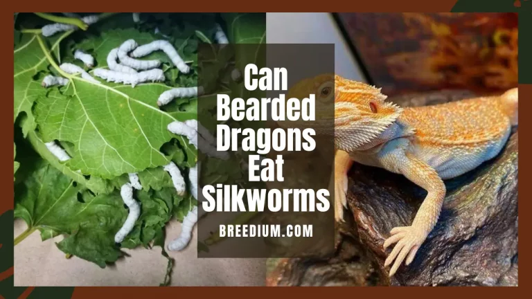 Can Bearded Dragons Eat Silkworms? | Safe & Nutritious?