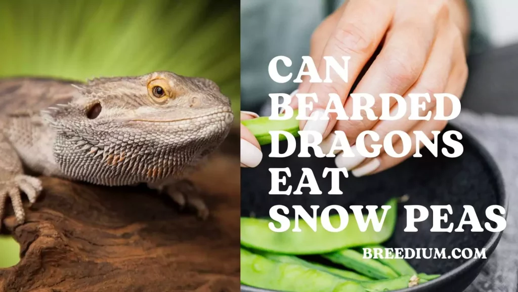 Can Bearded Dragons Eat Snow Peas