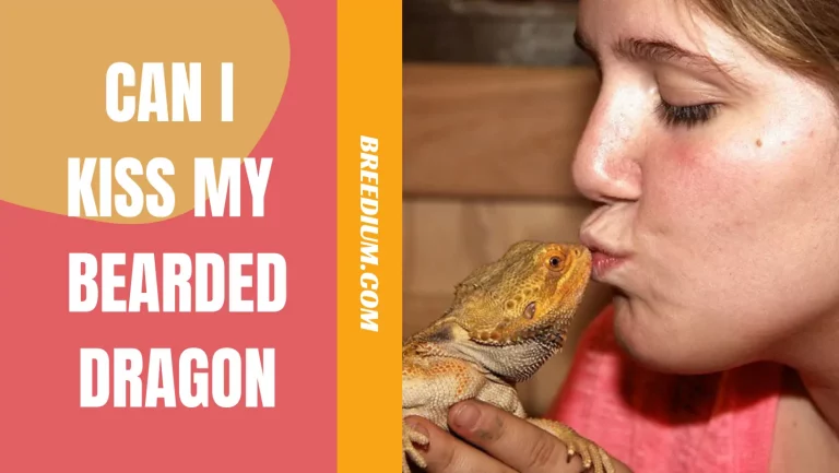 Can I Kiss My Bearded Dragon Or Should I Avoid It? | Is It Safe?
