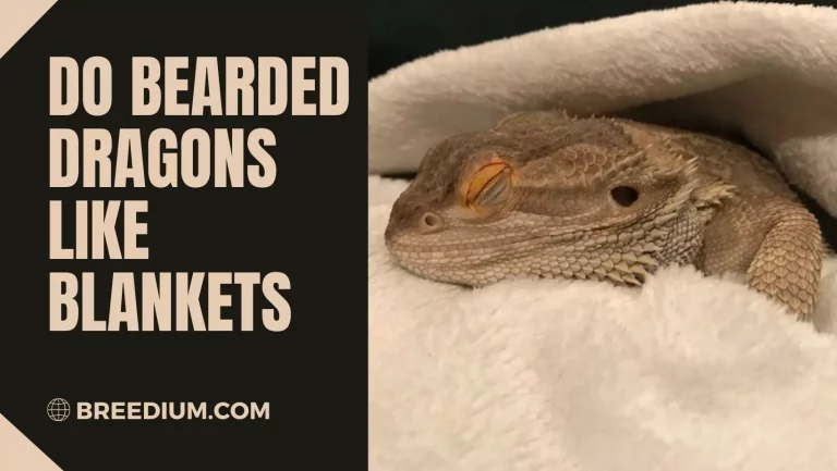 Do Bearded Dragons Like Blankets? | Is It Comfortable For Them?