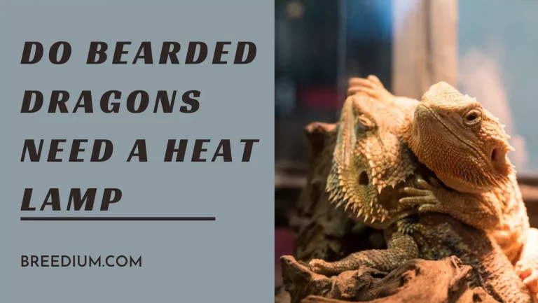 Do Bearded Dragons Need A Heat Lamp In The Tank? | A Detailed Explanation!