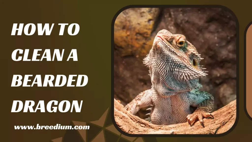 How To Clean A Bearded Dragon