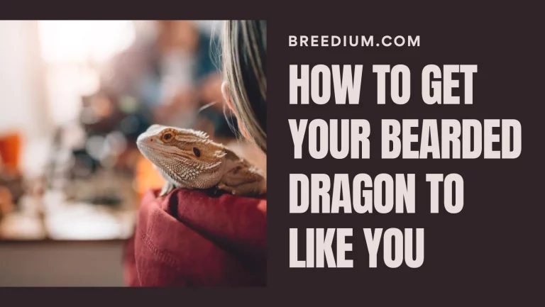 How To Bond With Your Bearded Dragon? | 5 Tips