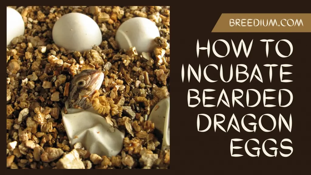How To Incubate Bearded Dragon Eggs