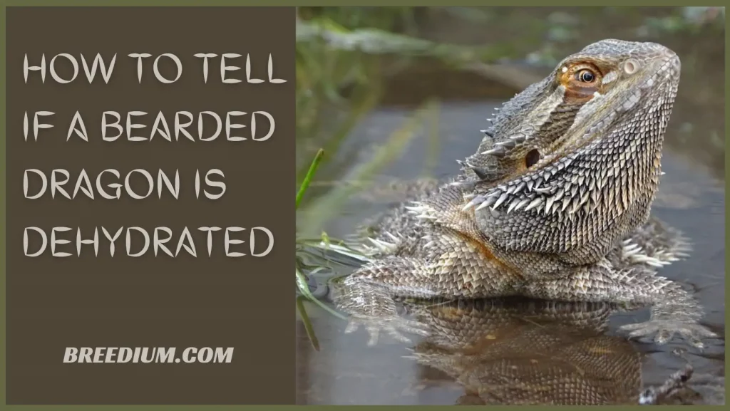 How To Tell If A Bearded Dragon Is Dehydrated