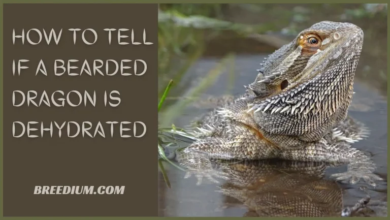 How To Tell If A Bearded Dragon Is Dehydrated? | Get Help If Needed!