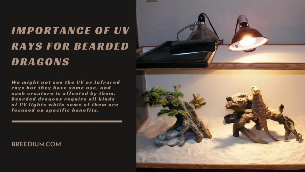 Importance Of UV Rays For Bearded Dragons