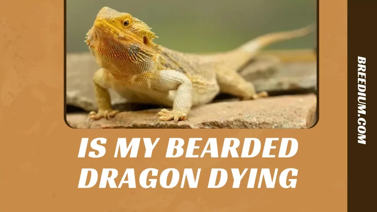 Is My Bearded Dragon Dying