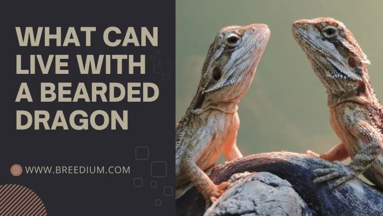 What Can Live With A Bearded Dragon? | Find The Perfect Tank Mate