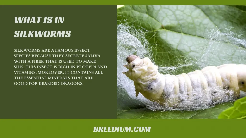 What Is In Silkworms