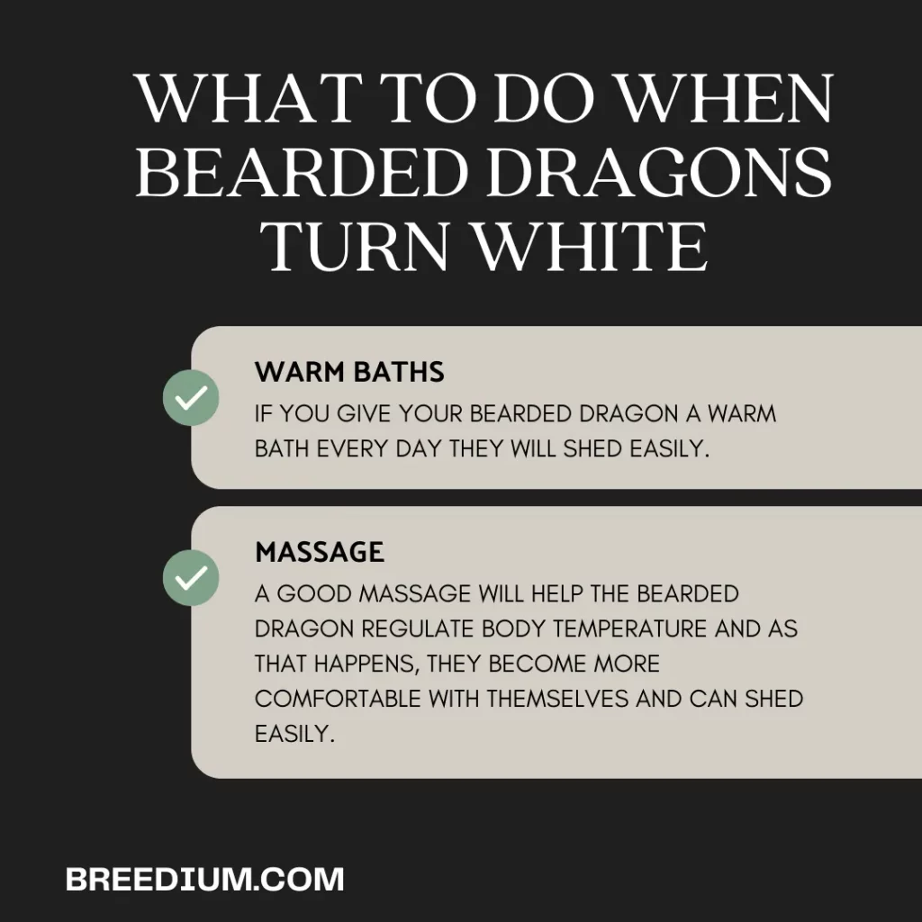 What To Do When Bearded Dragons Turn White