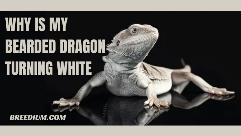 Why Is My Bearded Dragon Turning White? | Common Causes Explained