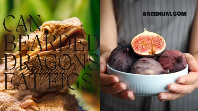 Can Bearded Dragons Eat Figs