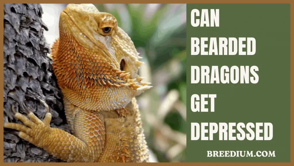 Can Bearded Dragons Get Depressed