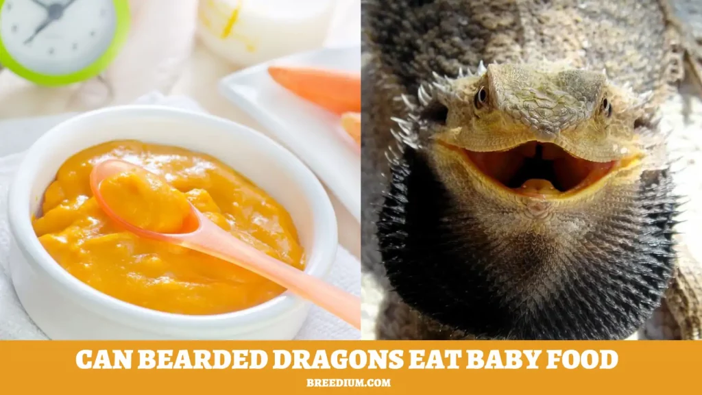Can Bearded Dragons Eat Baby Food