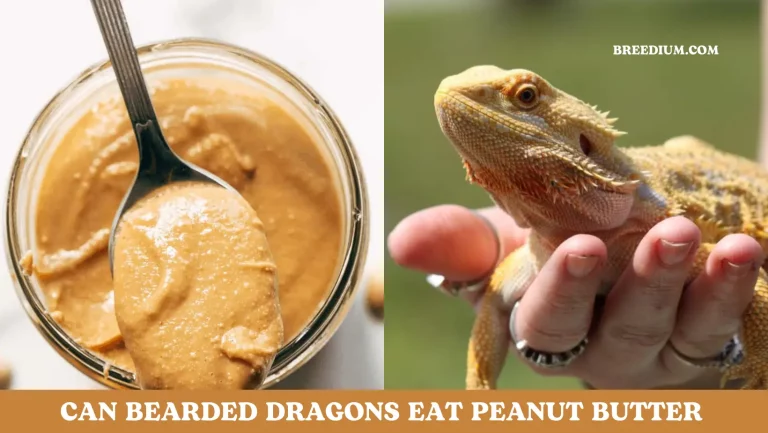 Can Bearded Dragons Eat Peanut Butter? | Diet Guide