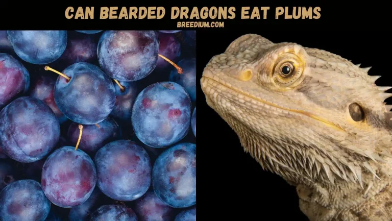 Can Bearded Dragons Eat Plums? | Are they Risky or Healthy?