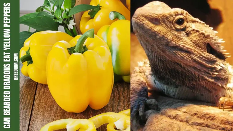 Can Bearded Dragons Eat Yellow Peppers? | Safe Or Not