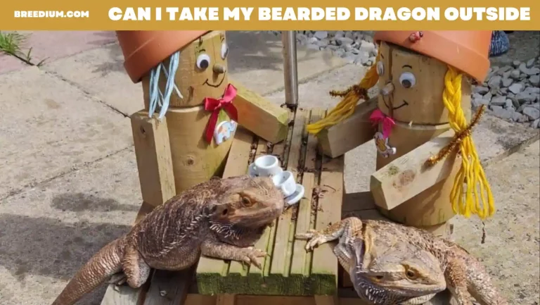 Can I Take My Bearded Dragon Outside