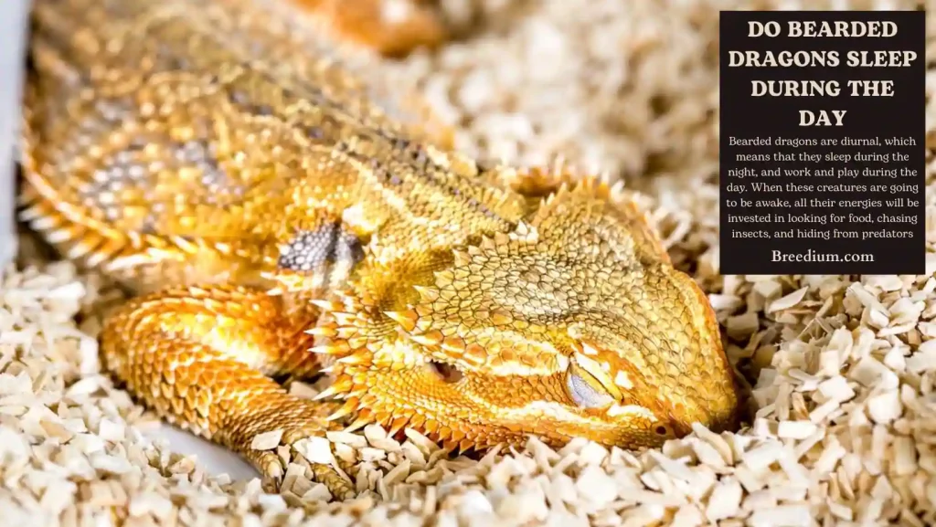 Do Bearded Dragons Sleep During The Day