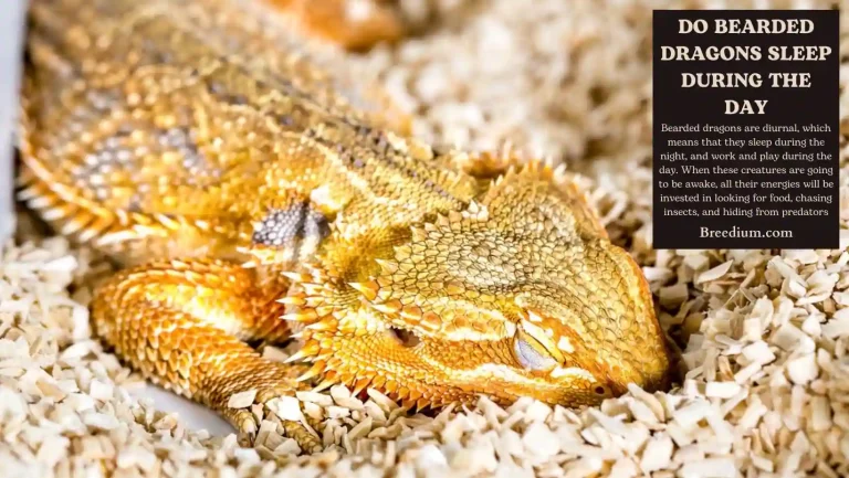 Do Bearded Dragons Sleep During The Day? Daytime Habits