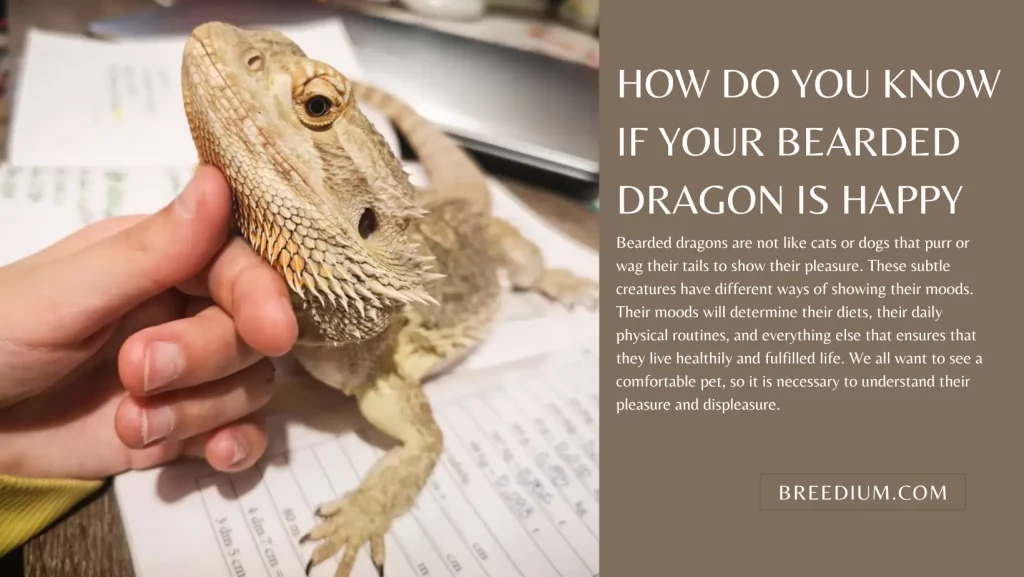 How Do You Know If Your Bearded Dragon Is Happy