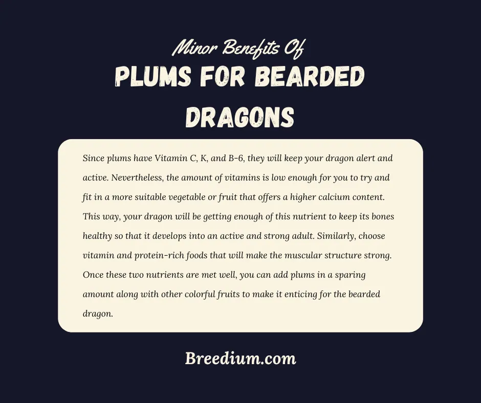 Minor Benefits Of Plums For Bearded Dragons