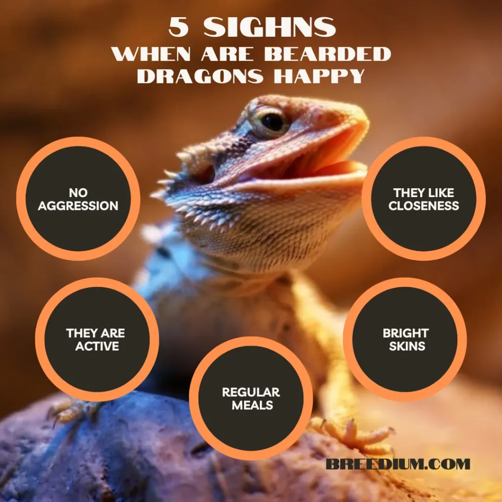 WHEN ARE BEARDED DRAGONS HAPPY