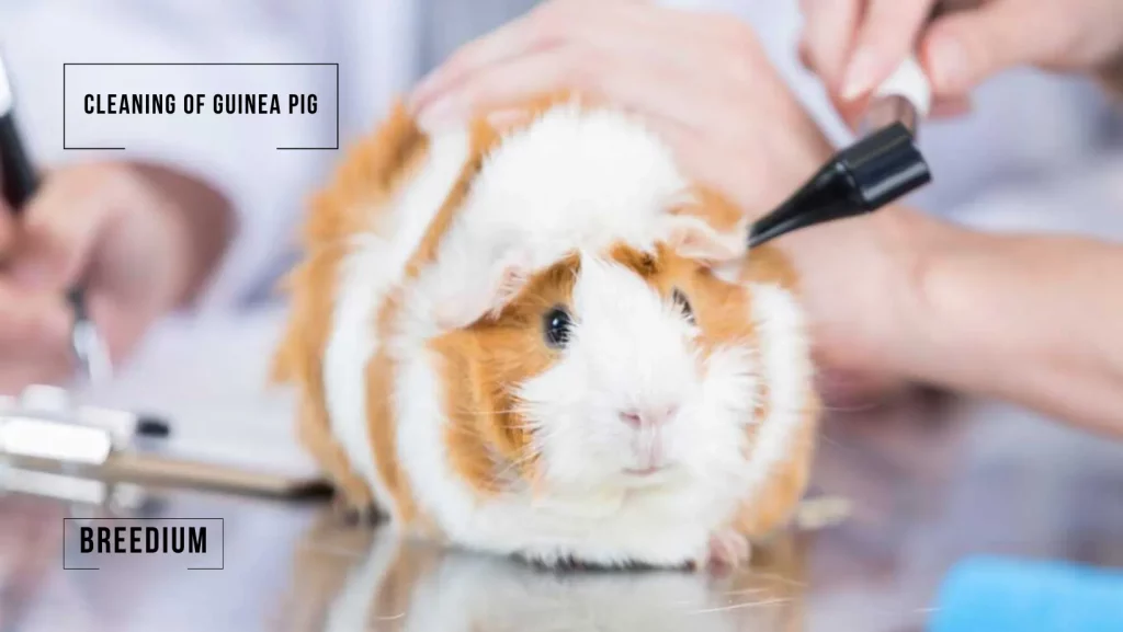 CLEANING OF GUINEA PIG