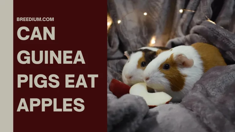 Can Guinea Pigs Eat Apples? | Get To Know All About Their Needs