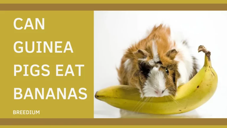 Can Guinea Pigs Eat Bananas? | A Refreshing Diet