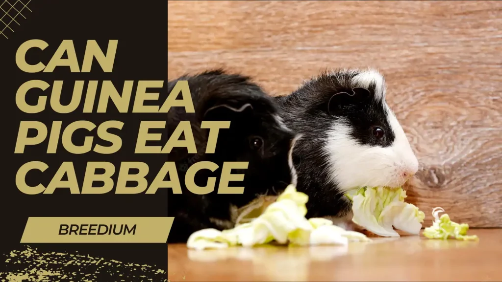 Can Guinea Pigs Eat Cabbage