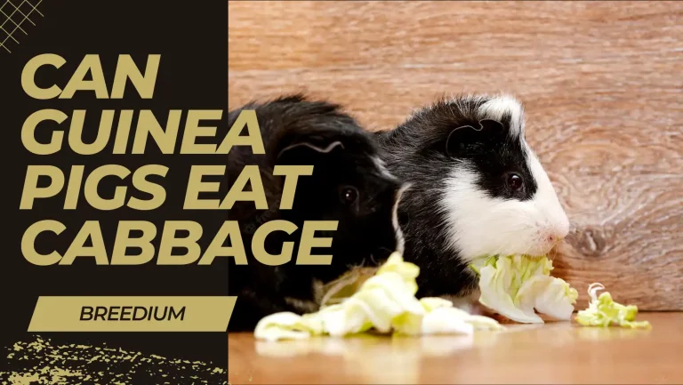 Can Guinea Pigs Eat Cabbage? | Nutritional Insights