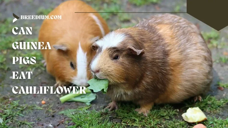 Can Guinea Pigs Eat Cauliflower? | Nutritional Considerations