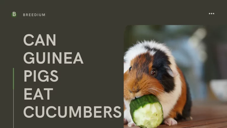 Can Guinea Pigs Eat Cucumbers