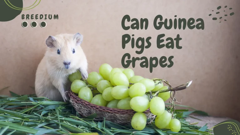 Can Guinea Pigs Eat Grapes? | Advantages & Disadvantages